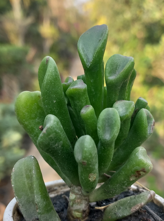 Gollum Jade