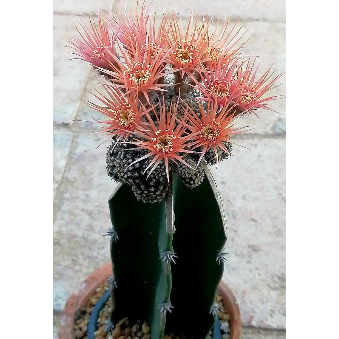 Ball Cactus Grafted