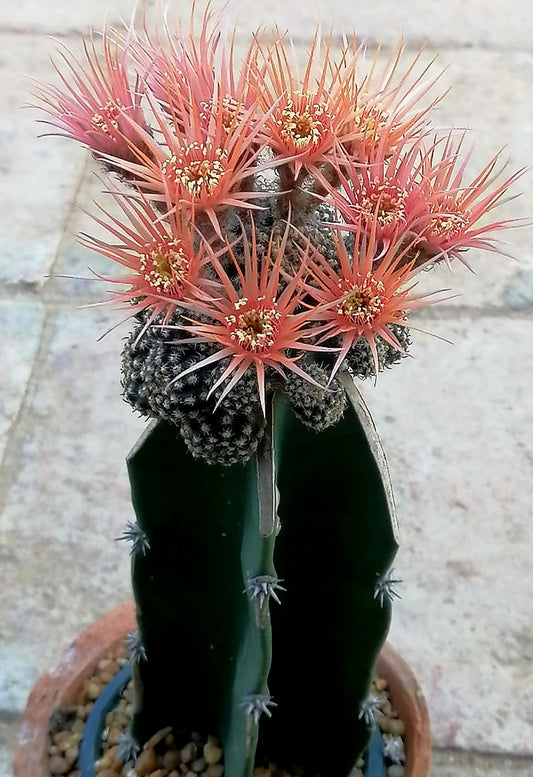 Ball Cactus Grafted