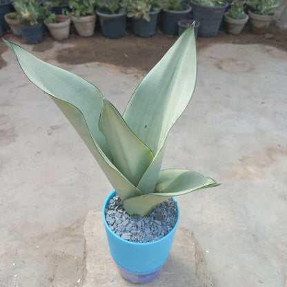 Sansevieria trifasciata  moonshine (Snake Plant Silver / Moonshine)