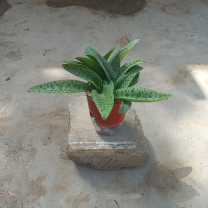 Drimiopsis