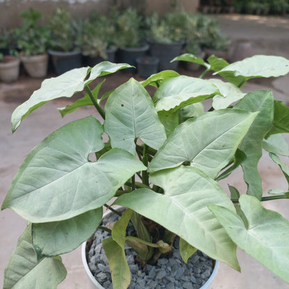 syngonium podophyllum silver pearl