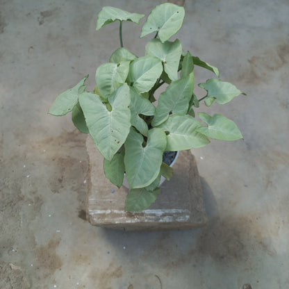 syngonium podophyllum silver pearl