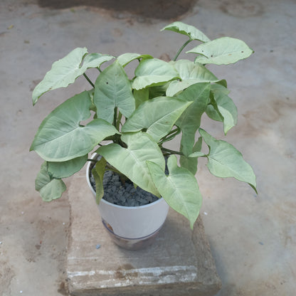 syngonium podophyllum silver pearl