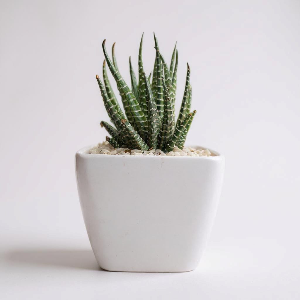 Haworthia Variegated