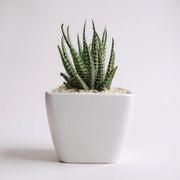 Haworthia Variegated