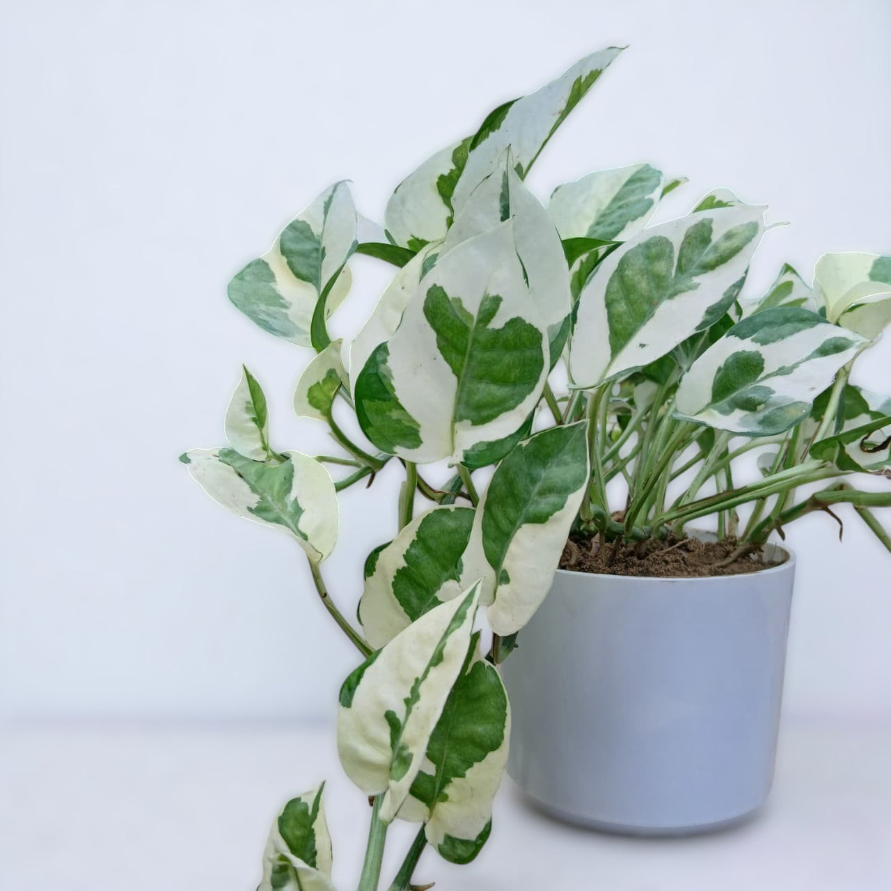 Pothos N' Joy Money Plant