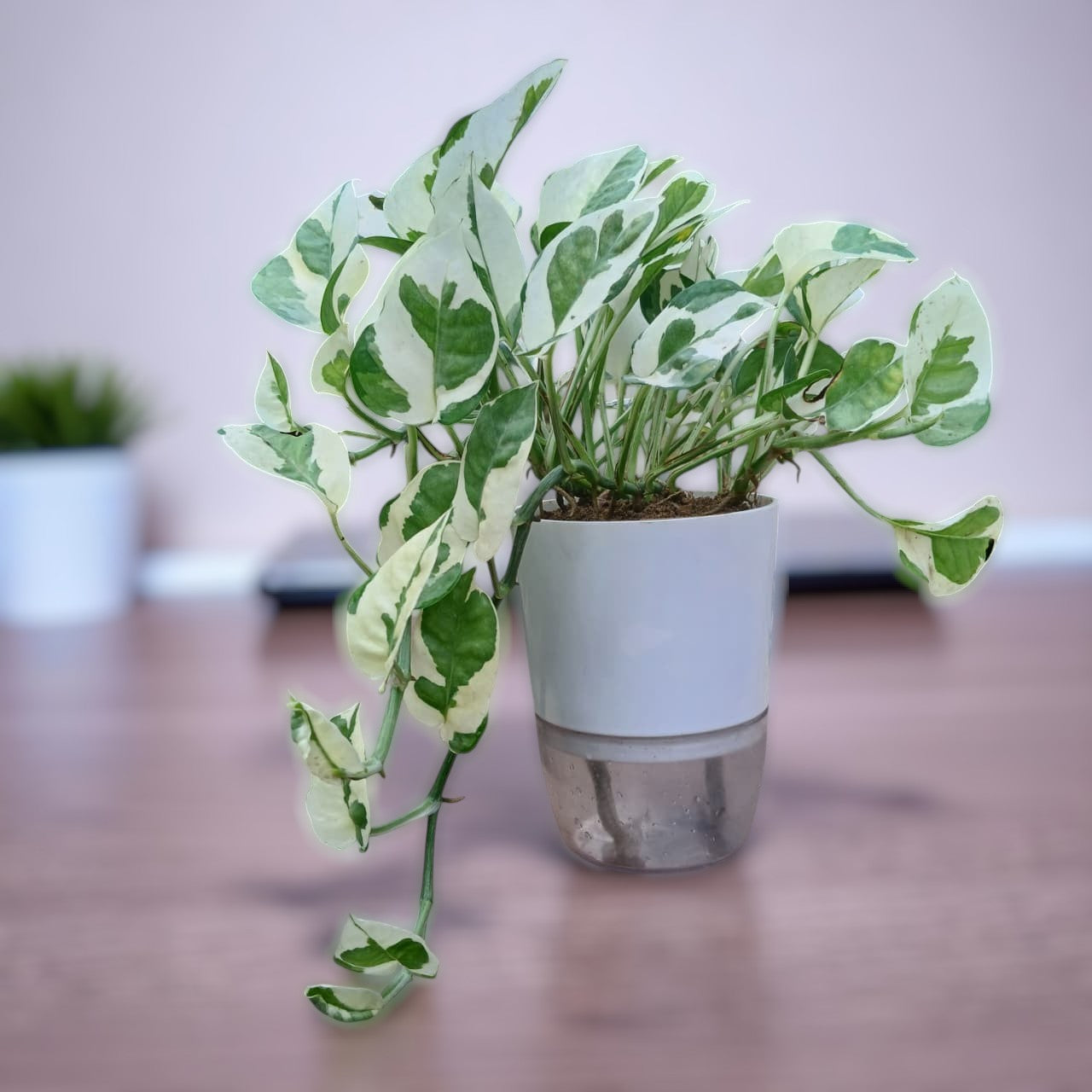 Pothos N' Joy Money Plant