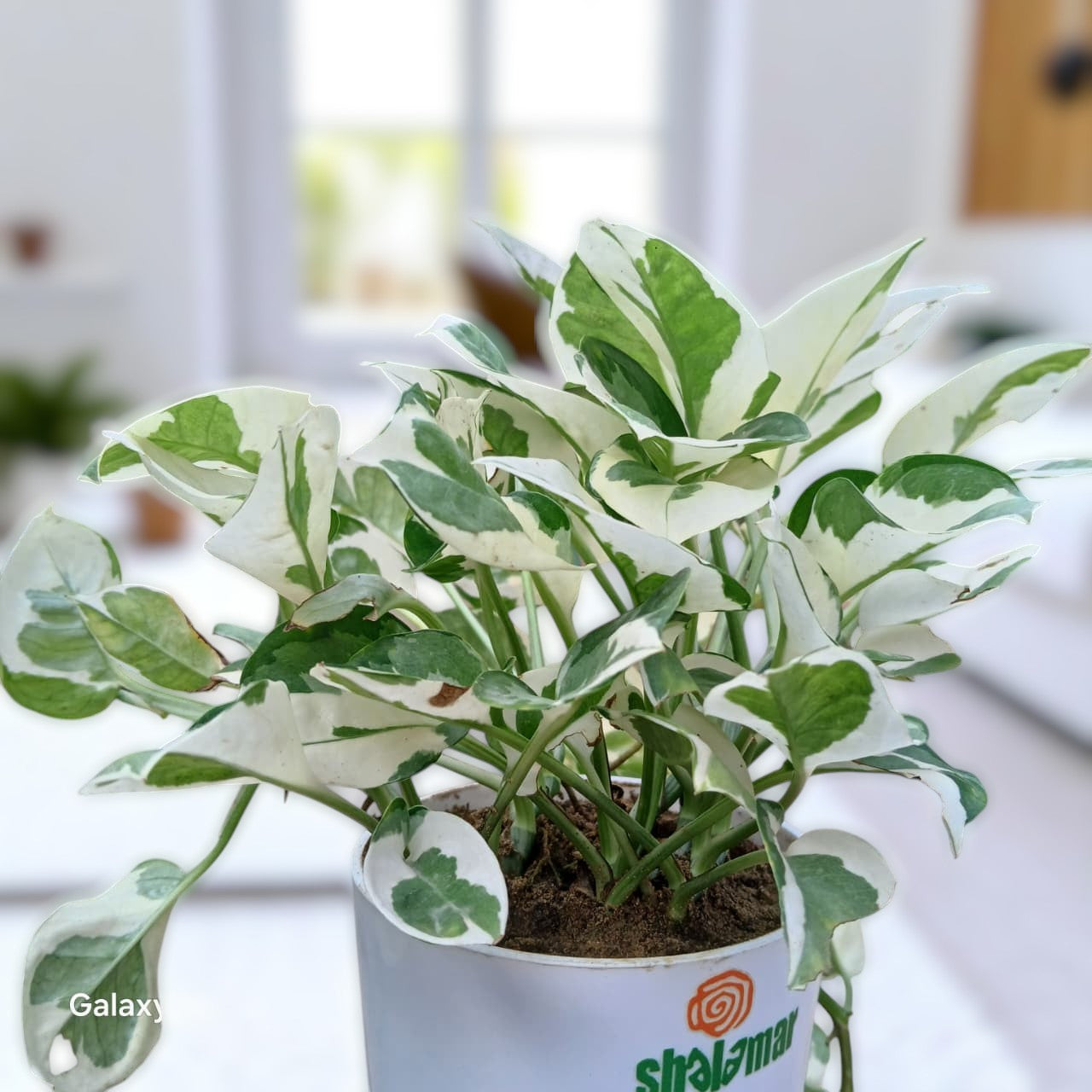Pothos N' Joy Money Plant