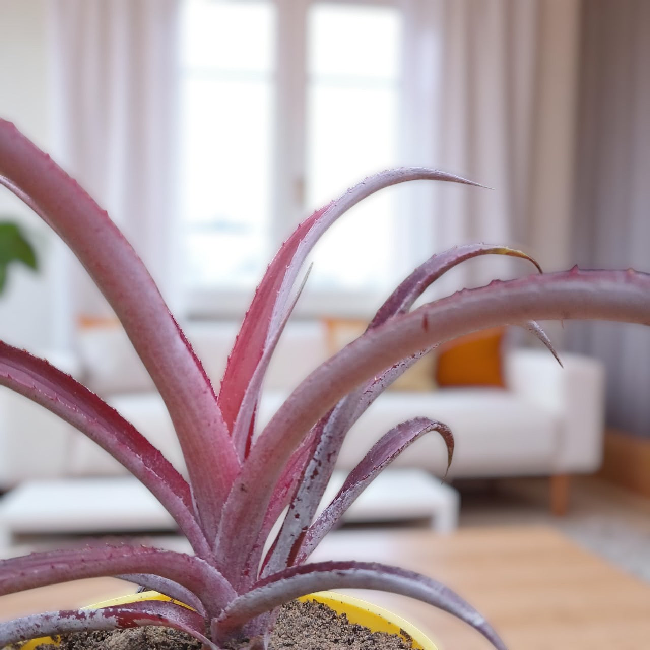 Ananas Ornamental Red