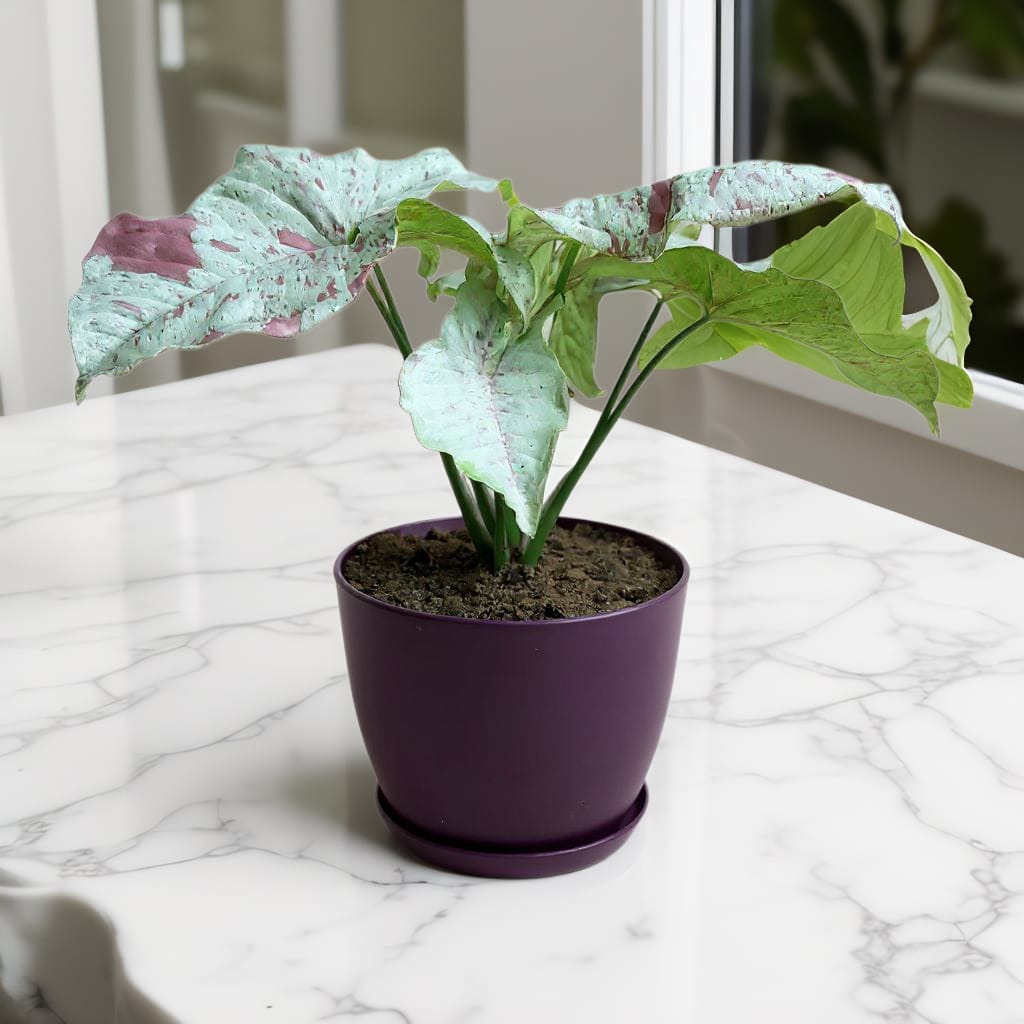 Syngonium Milk Confetti