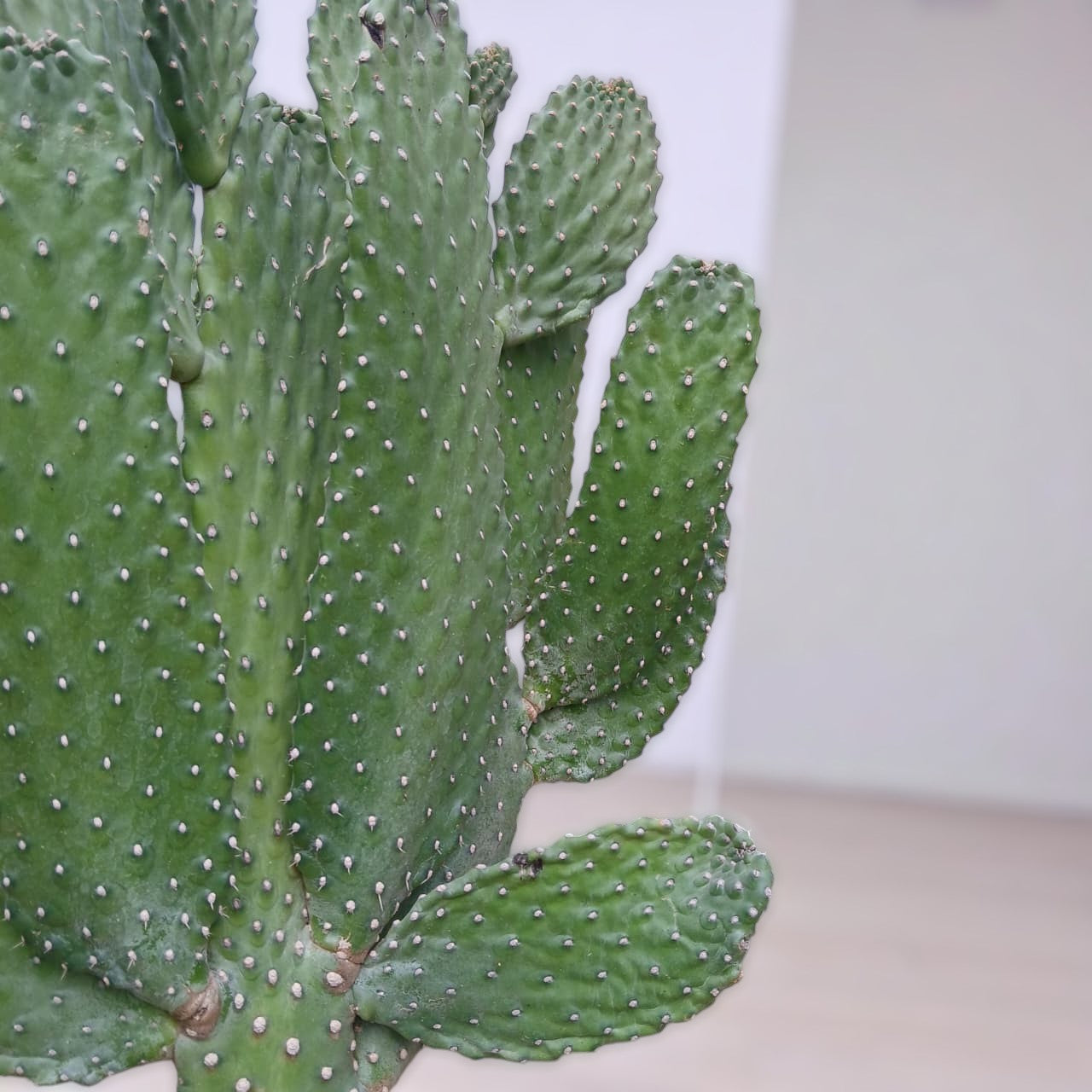 Bunny Ear Cactus