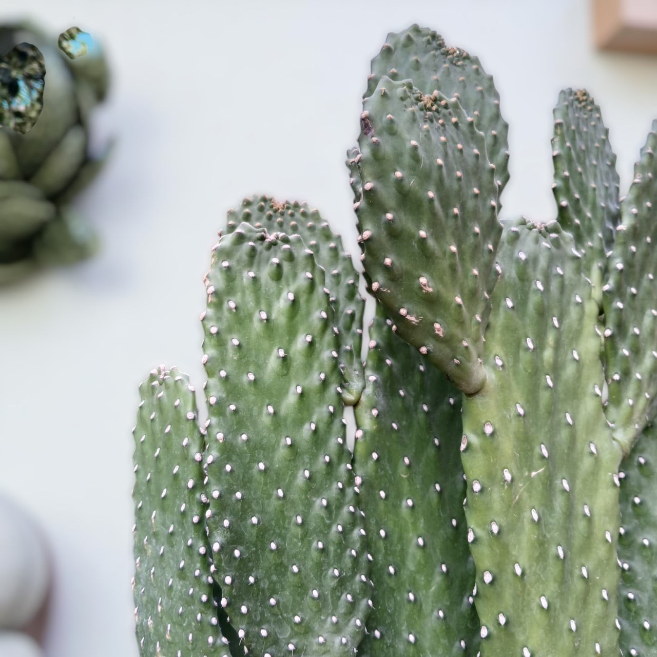Bunny Ear Cactus