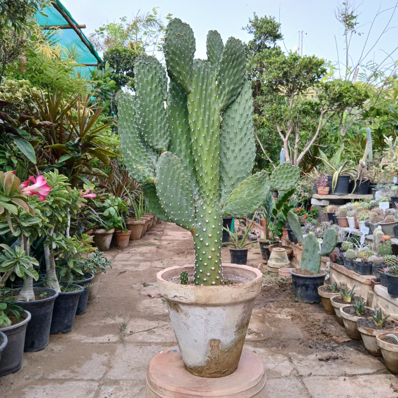 Bunny Ear Cactus