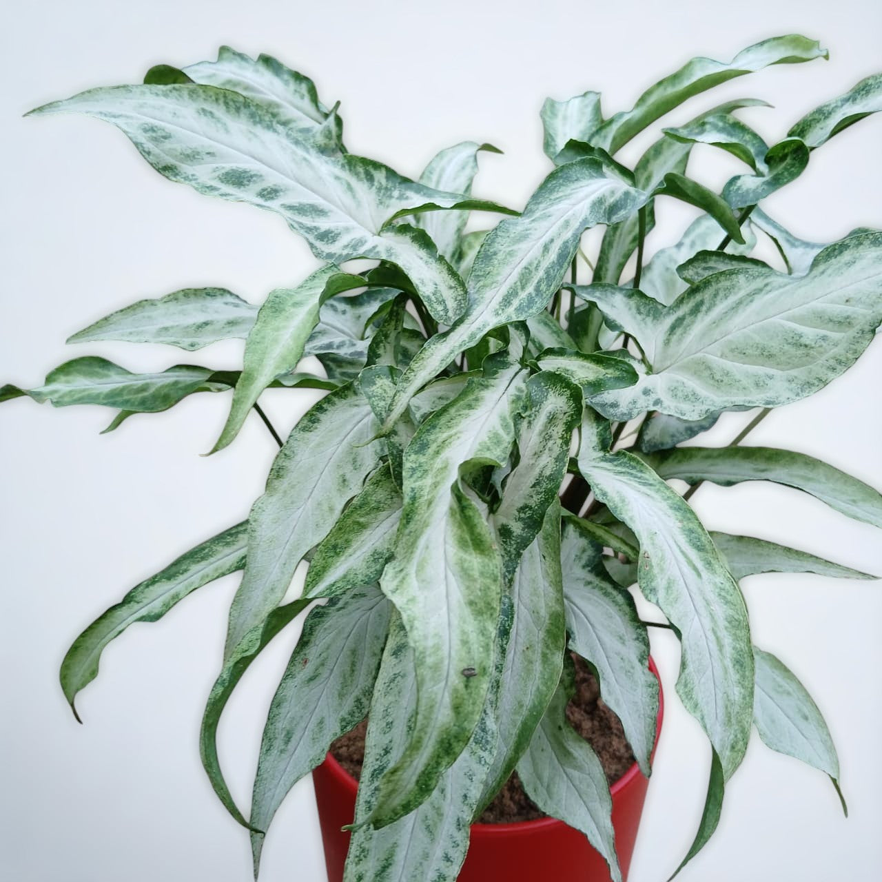 Syngonium Arrowhead