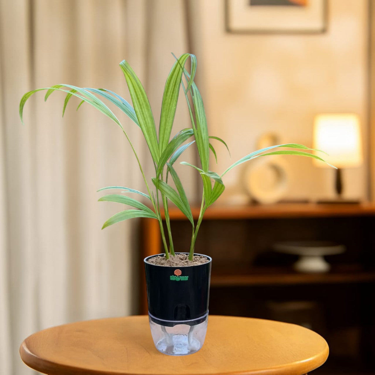 Areca (Golden) Palm