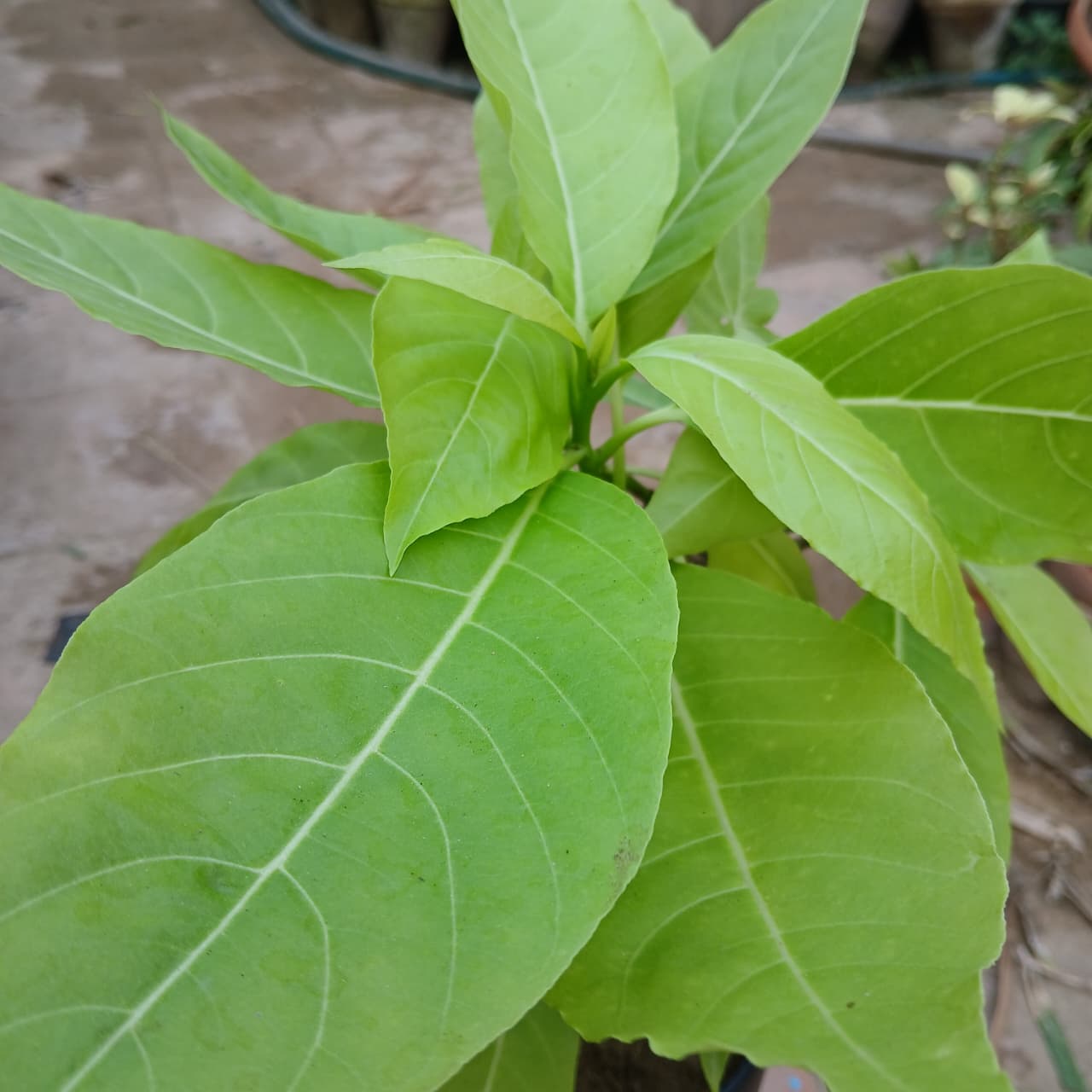 Pisonia alba