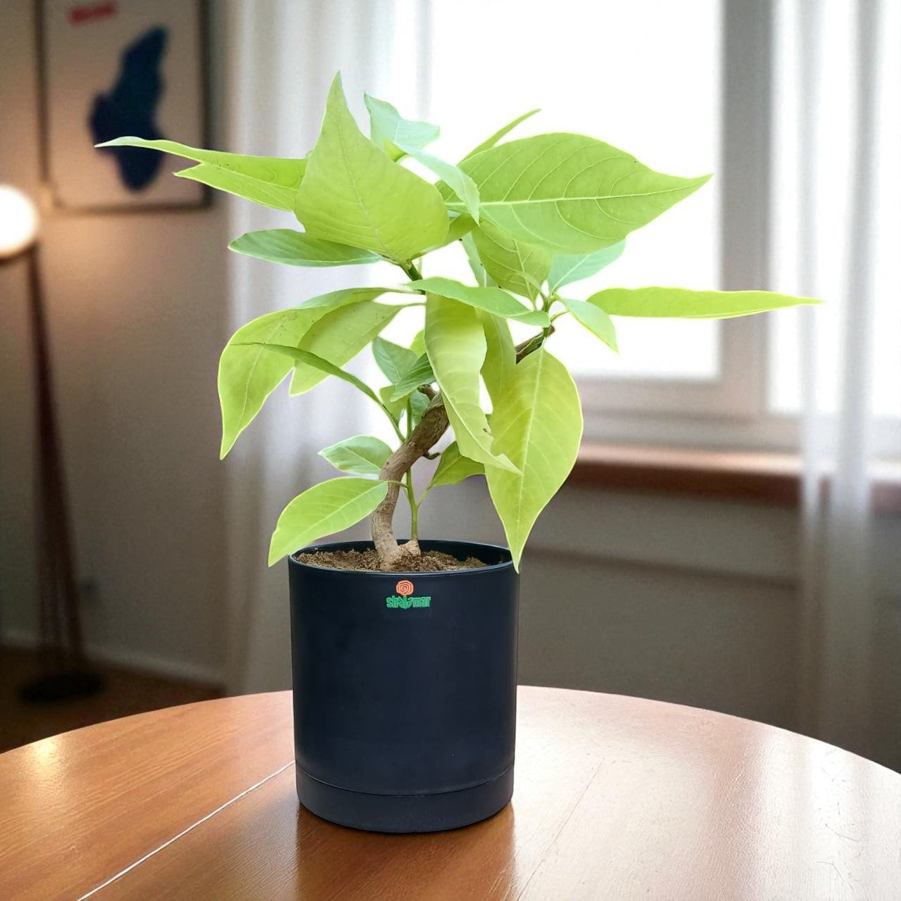 Pisonia alba