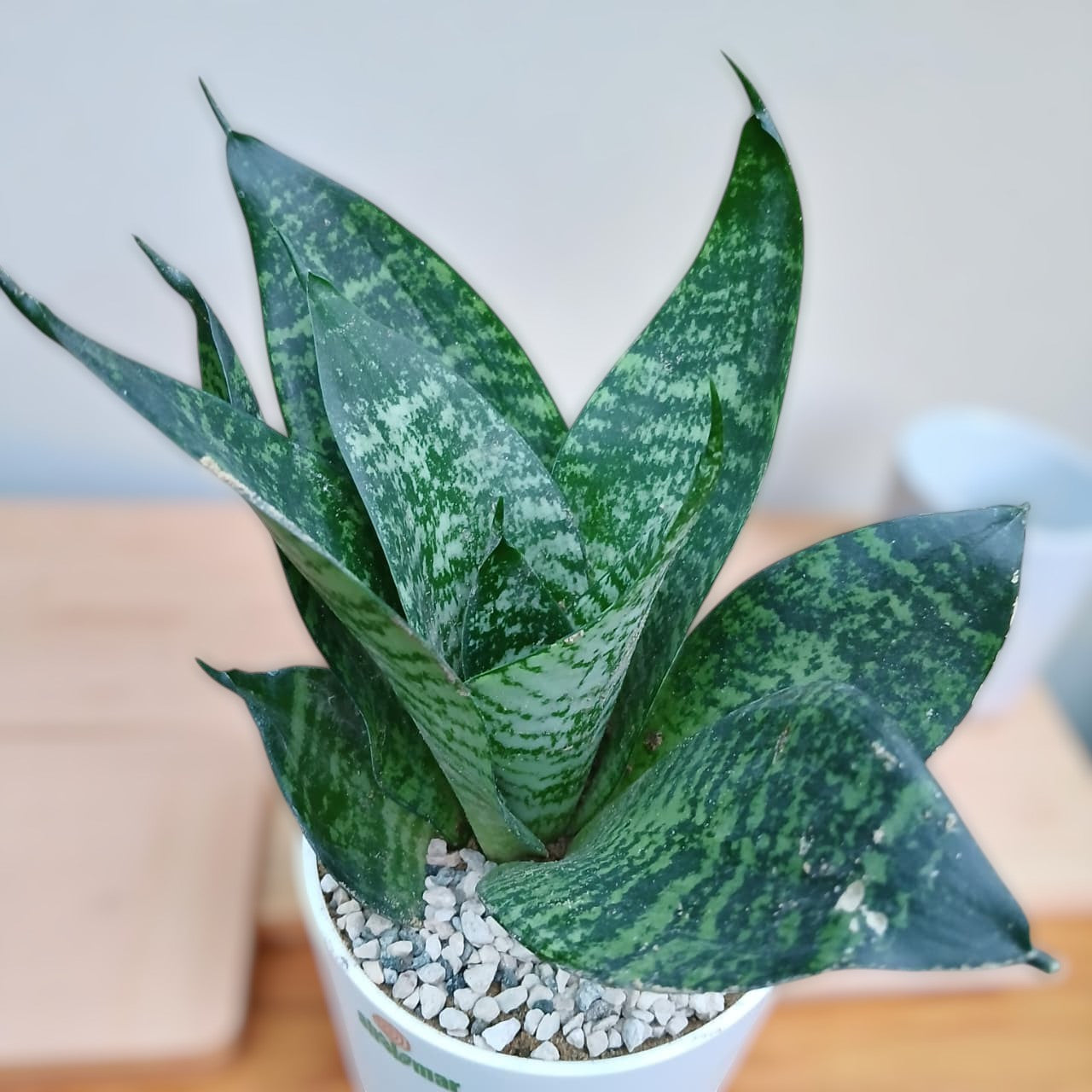 Snake Plant Sensaveria Hahnii