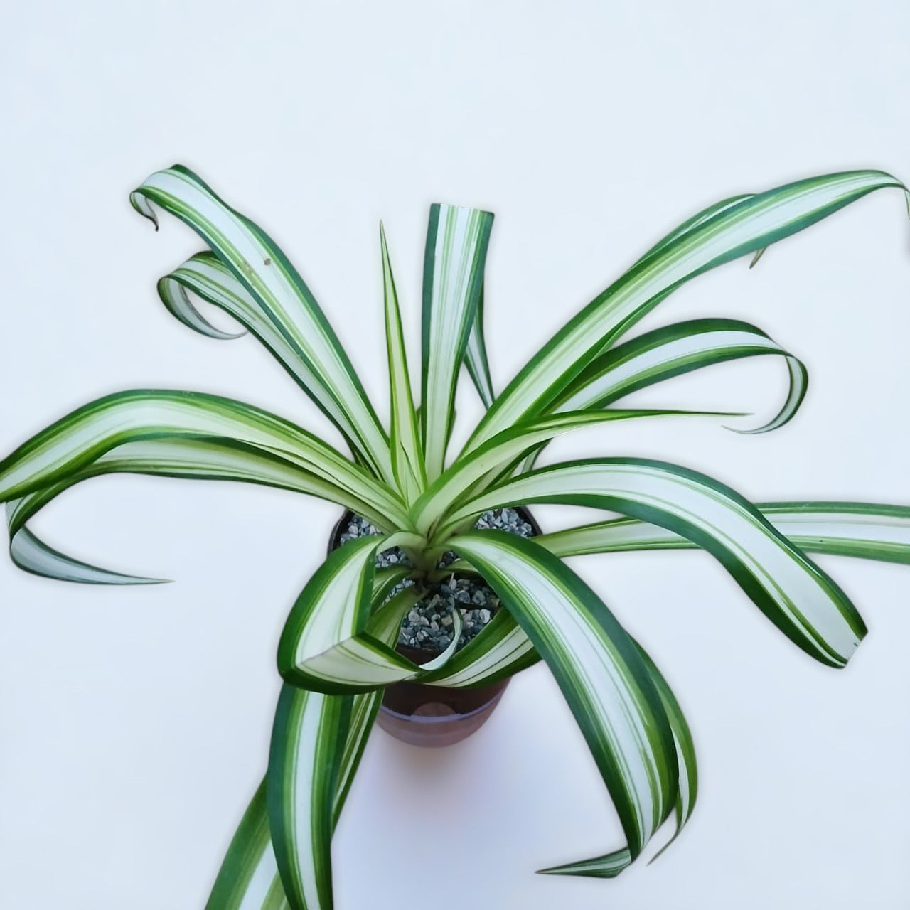 Chlorophytum comosum Spider Plant Vittatum