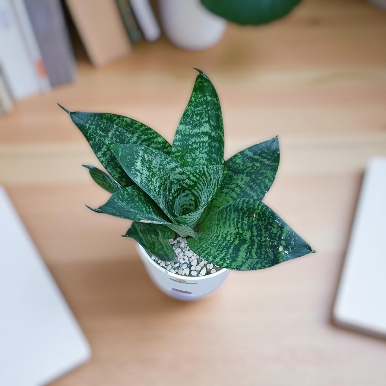 Snake Plant Sensaveria Hahnii