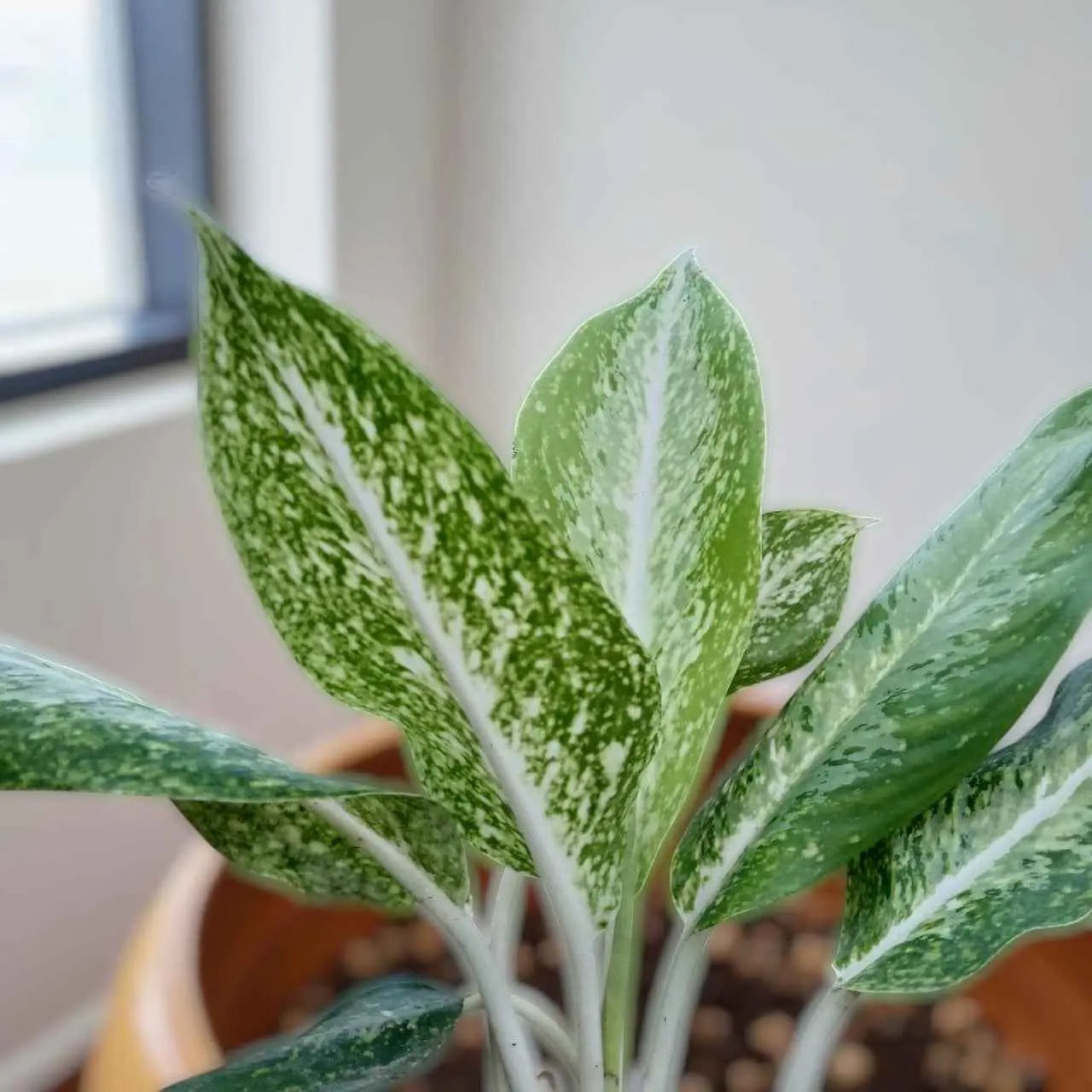 aglaonema golden madonna height Aglonema Golden Madonna