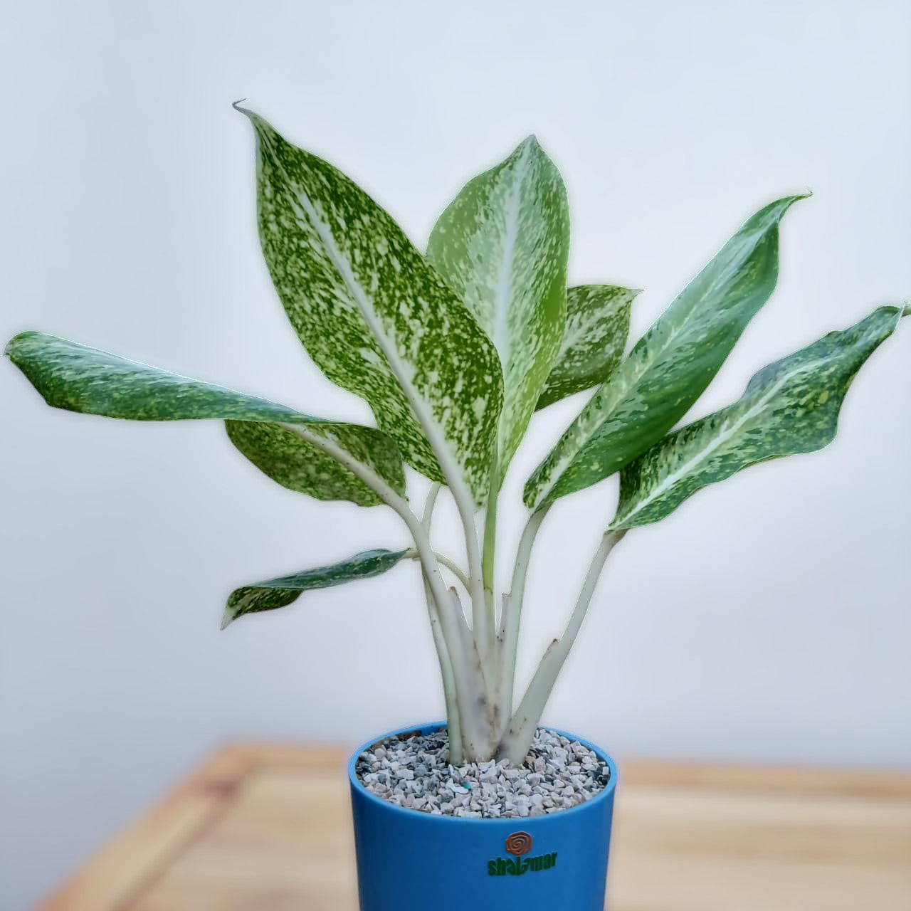 Aglonema Golden Madonna