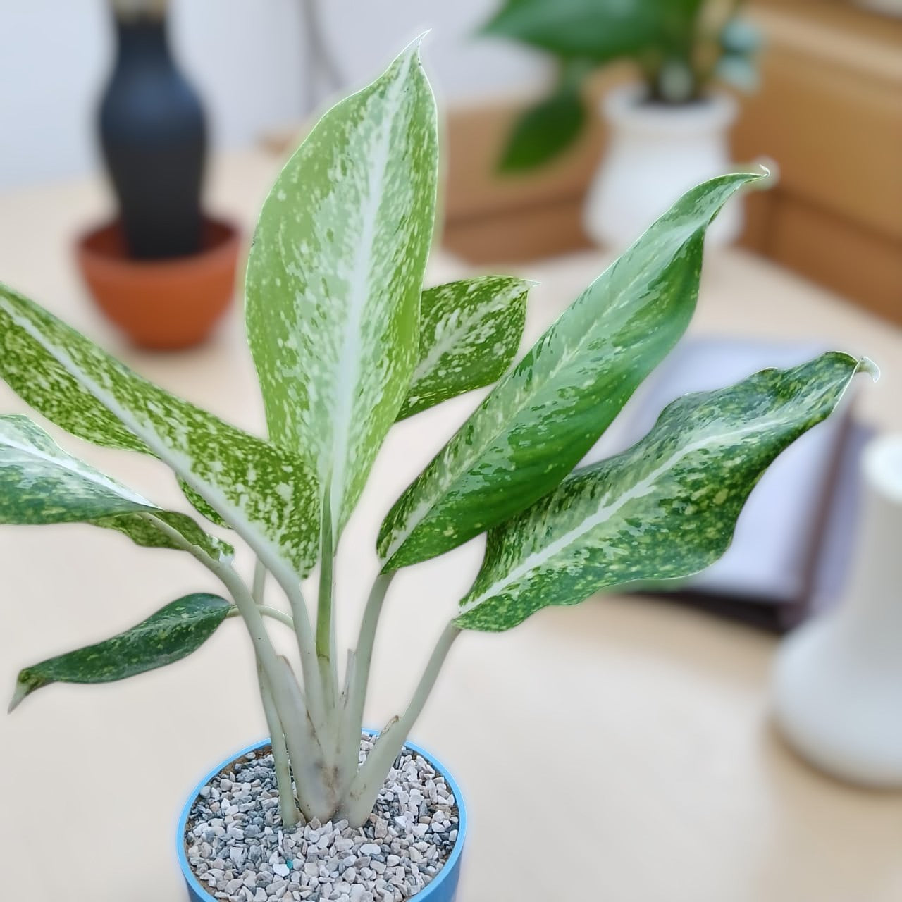 Aglonema Golden Madonna