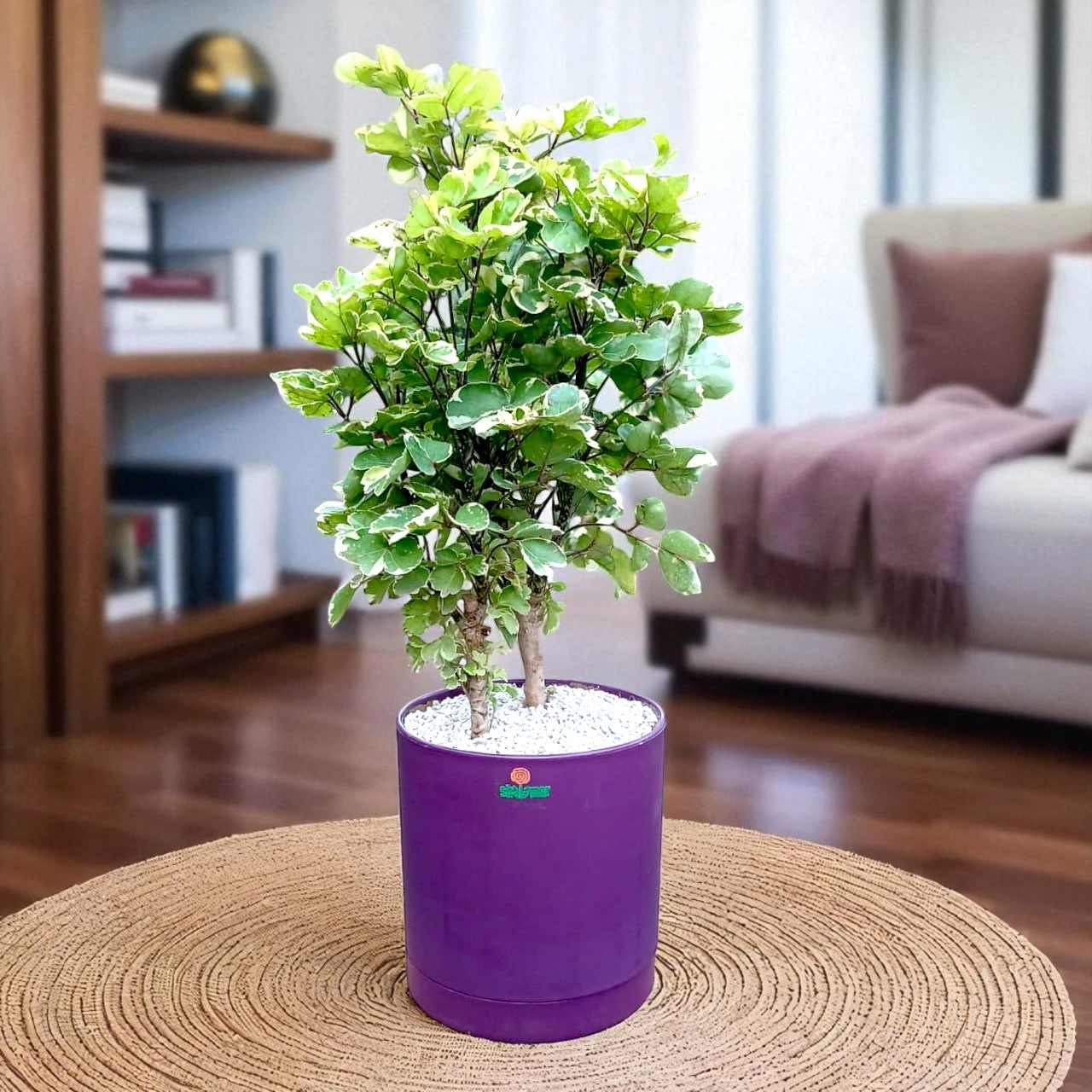 Aralia Balfour
