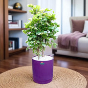 Aralia Balfour