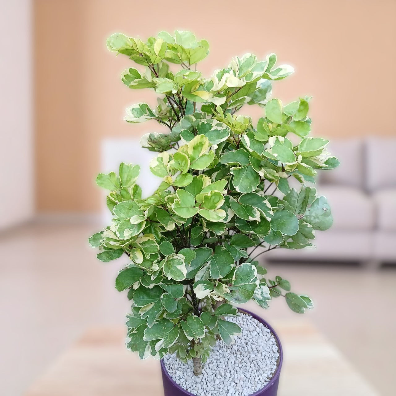 Aralia Balfour