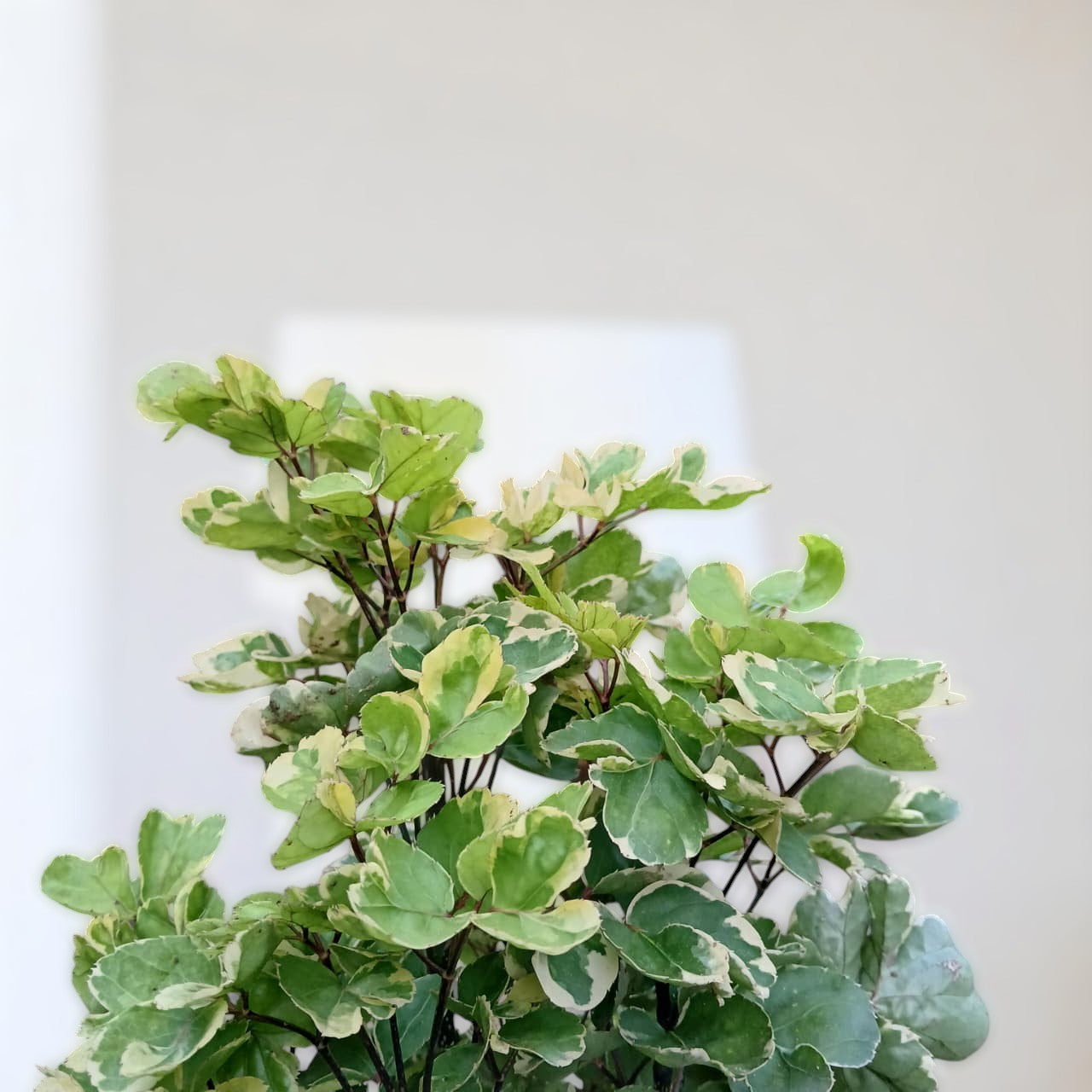 Aralia Balfour
