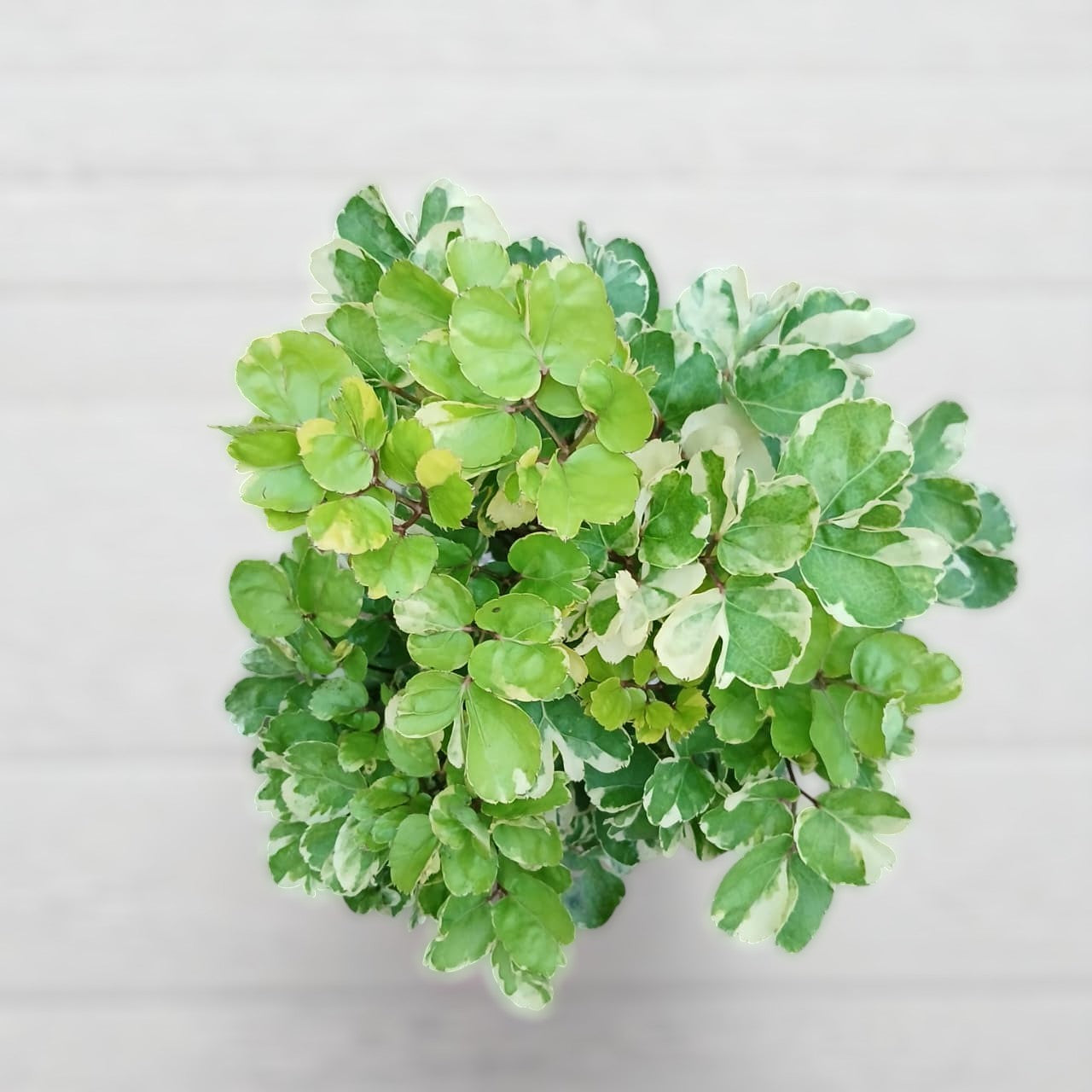 Aralia Balfour