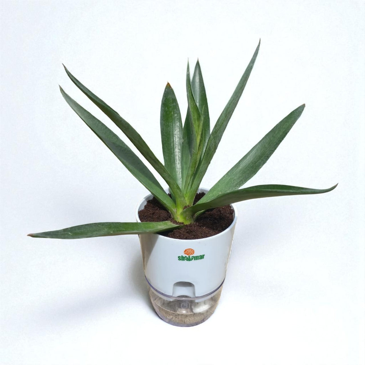 Agave green
