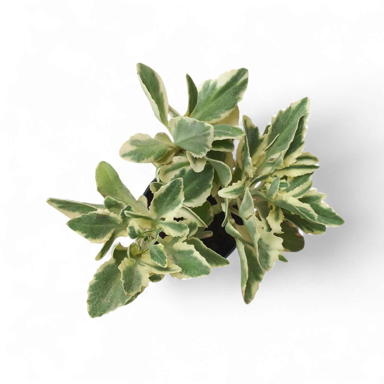 Pedilanthus variegated