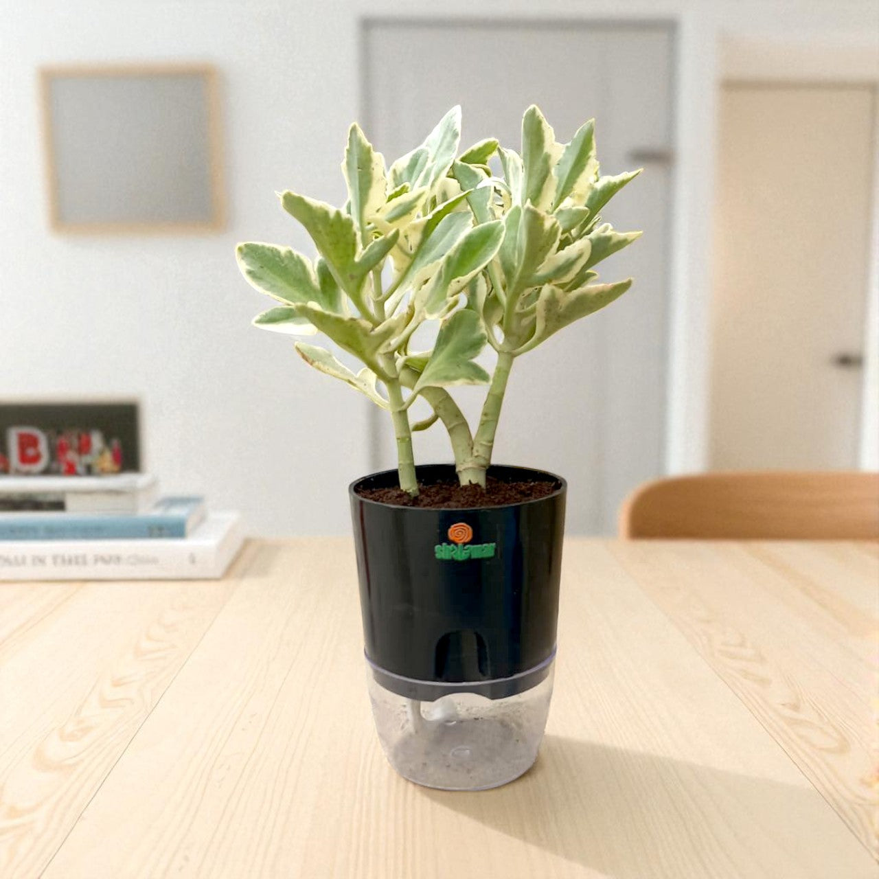 Pedilanthus variegated