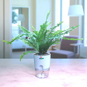 Boston Fern
