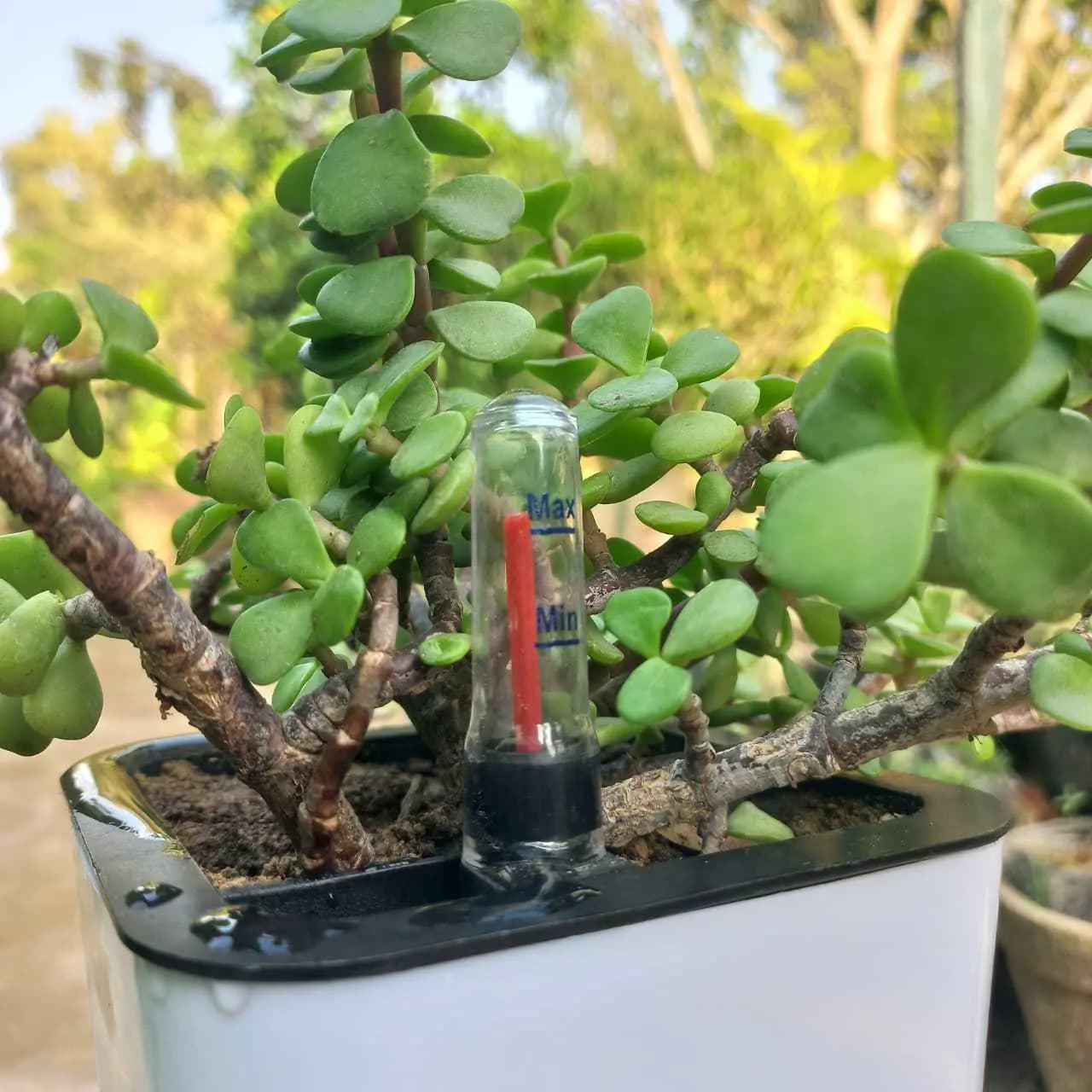 jade plant self watering pot Lucky Jade Plant Tasbeeh in Nova Self Watering Pot