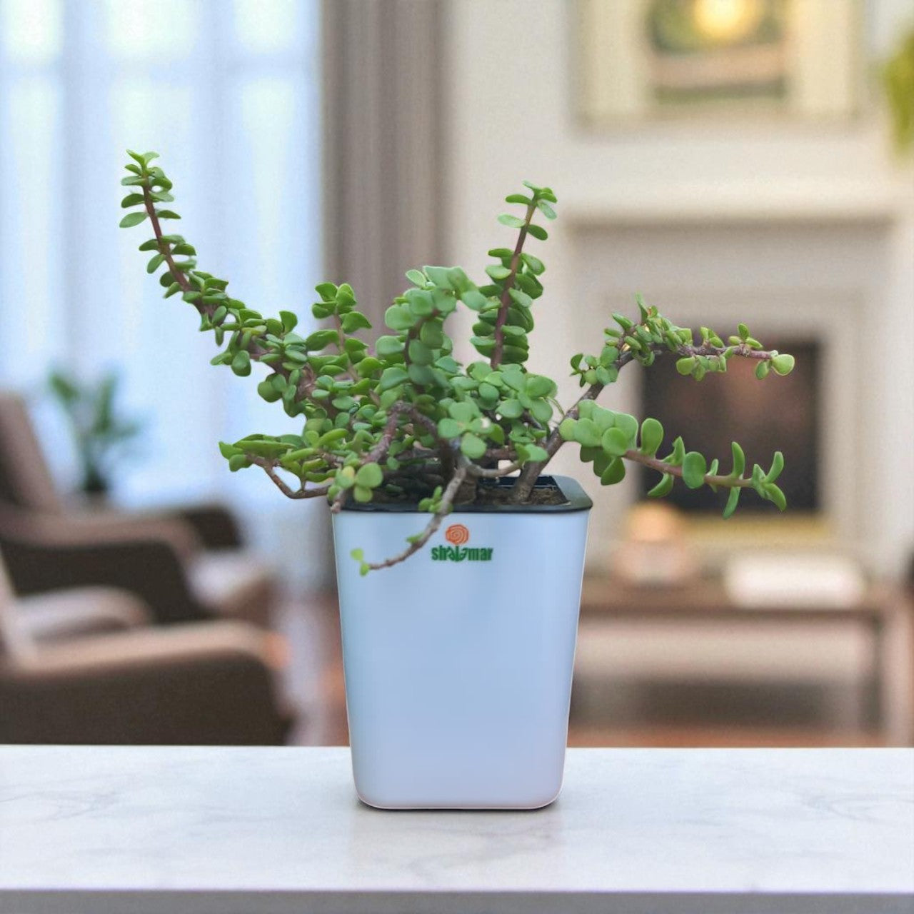 Crassula Lucky Jade Plant in Nova Self Watering Pot