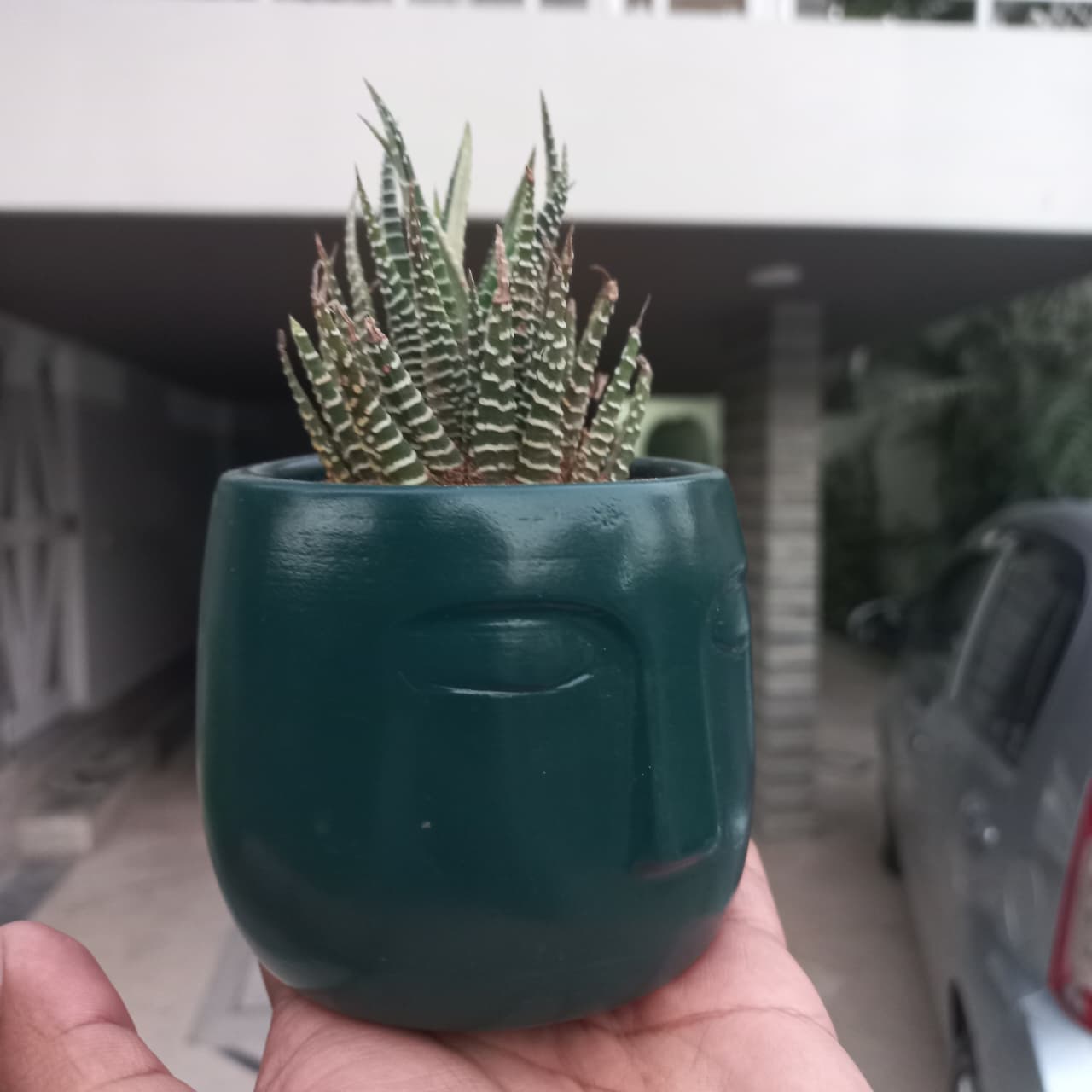 Haworthia Zebra in 3D Printed OLA Pot