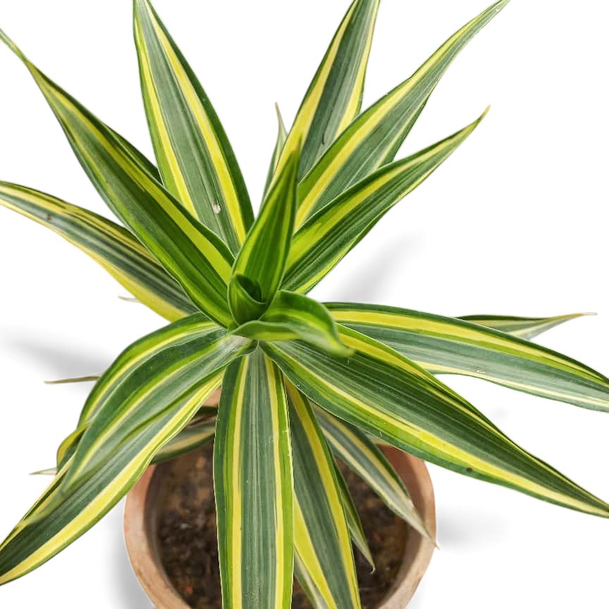 Dracena Reflexa Song of India tricolor New Variety