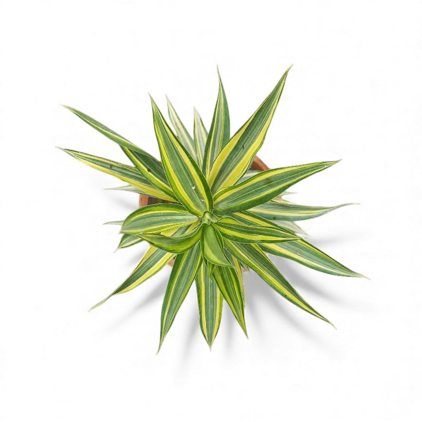 Dracena Reflexa Song of India tricolor New Variety