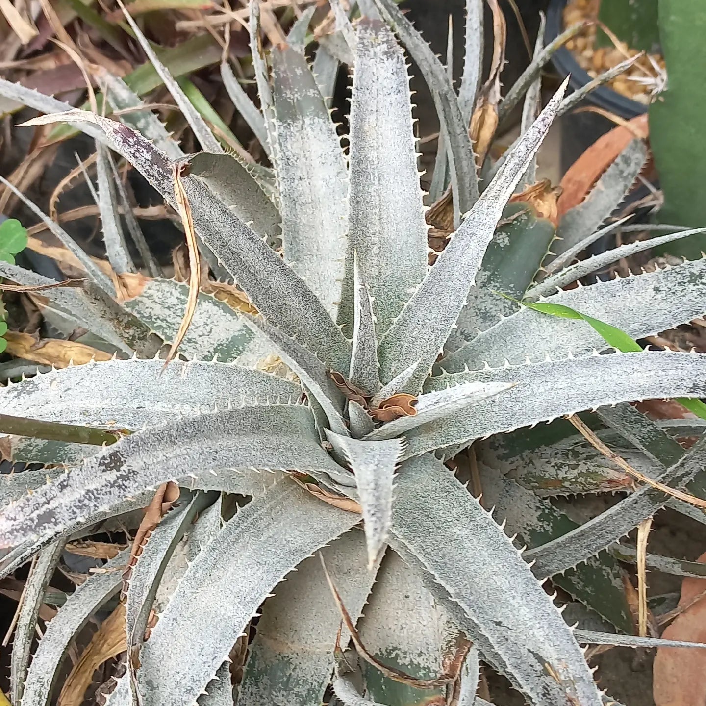 Aloe Silver