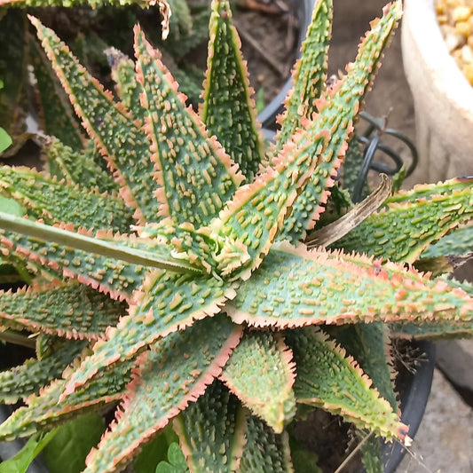 Christmas Carol Aloe