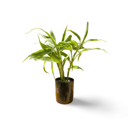 Ceramic Containers for Lucky Bamboo Small