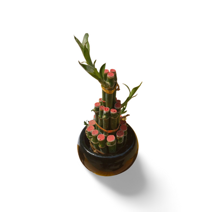 Ceramic Containers for Lucky Bamboo Small