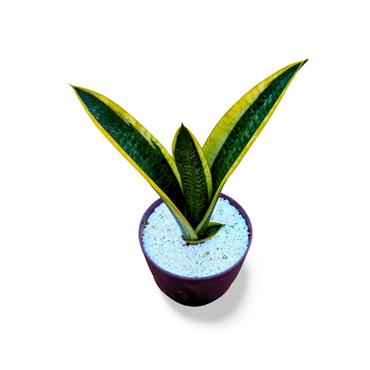 Sensaveria Snake Plant Dwarf