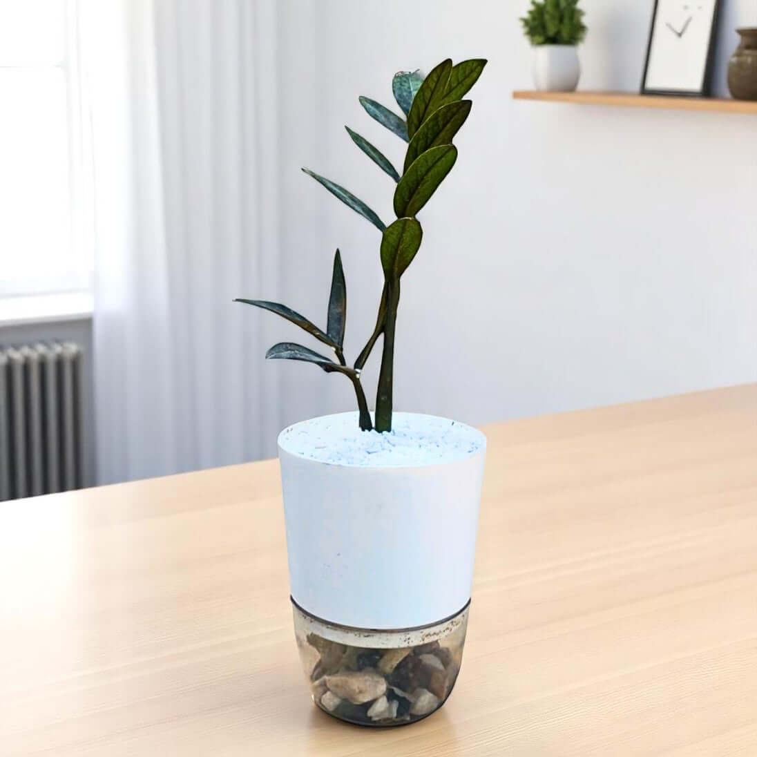 Black ZZ Plant