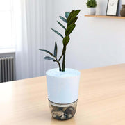 Black ZZ Plant