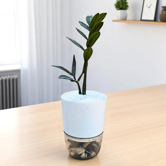 Black ZZ Plant (Thai)
